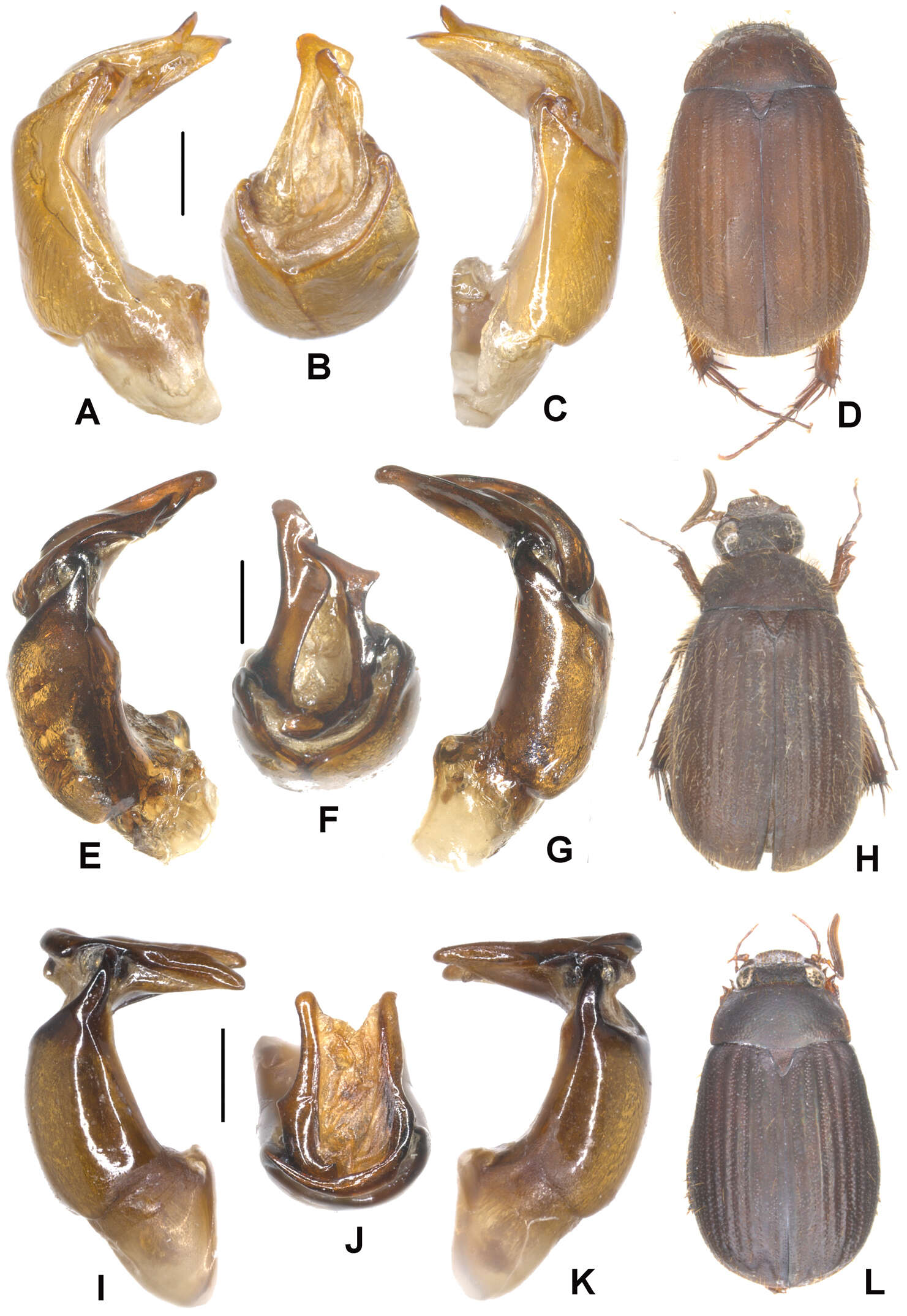 Image of Neoserica septemlamellata Brenske 1898