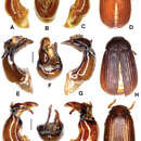 Image de Neoserica yanzigouensis Ahrens, Fabrizi & Liu 2014