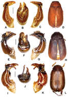 Image de Neoserica yanzigouensis Ahrens, Fabrizi & Liu 2014