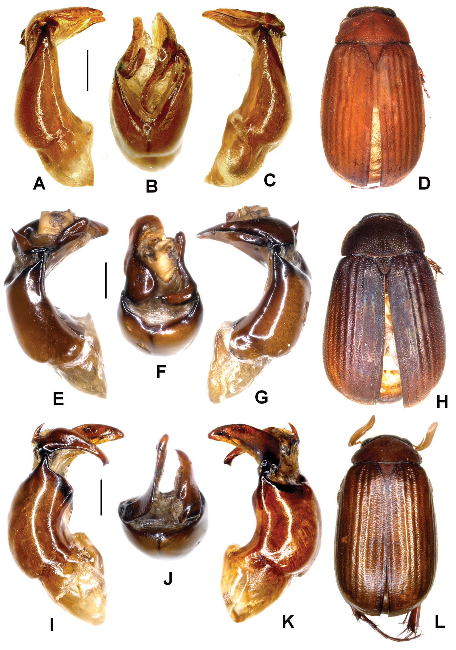 Image de Neoserica guangpingensis Ahrens, Fabrizi & Liu 2014