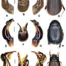 Image de Neoserica bansongchana Ahrens, Fabrizi & Liu 2014