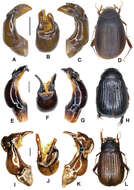 Image of Neoserica bansongchana Ahrens, Fabrizi & Liu 2014