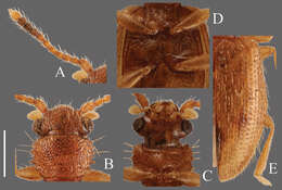 Image of Psammoecus trimaculatus Motschulsky 1858