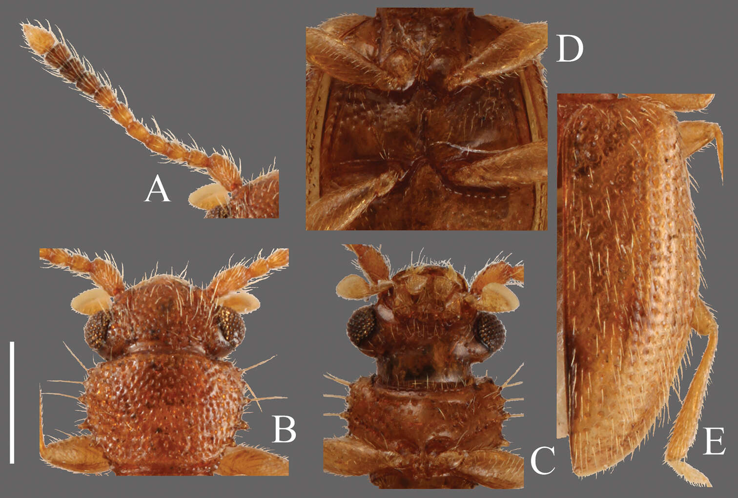 Image of Psammoecus trimaculatus Motschulsky 1858
