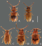 Image of <i>Psammoecus triguttatus</i>