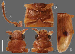 Image of <i>Psammoecus triguttatus</i>