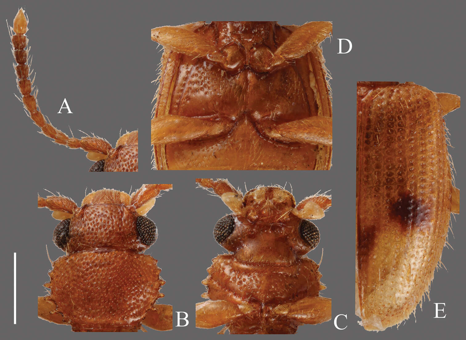 Image of <i>Psammoecus triguttatus</i>
