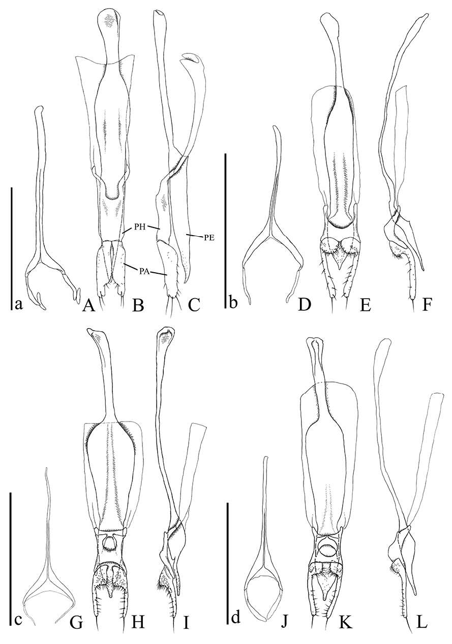 Image of <i>Psammoecus triguttatus</i>
