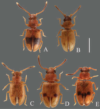 Image of Psammoecus labyrinthicus Yoshida & Hirowatari 2014