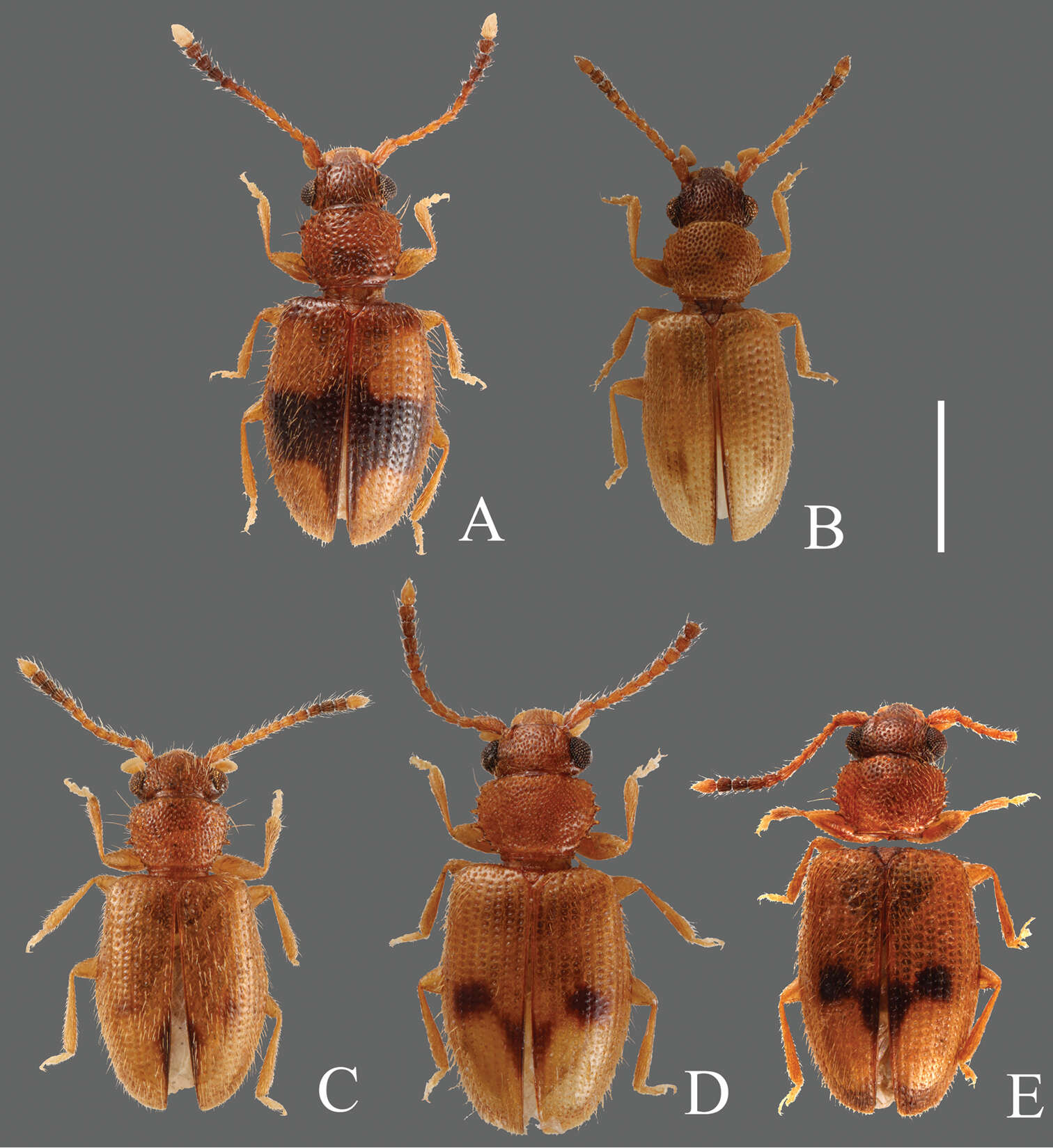 Image of Psammoecus labyrinthicus Yoshida & Hirowatari 2014
