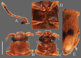 Image of Psammoecus labyrinthicus Yoshida & Hirowatari 2014