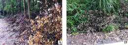 Image of Psammoecus labyrinthicus Yoshida & Hirowatari 2014