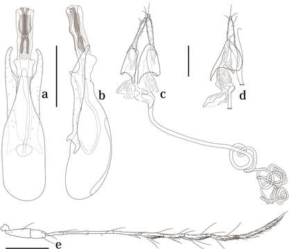 Image of Scaphicoma