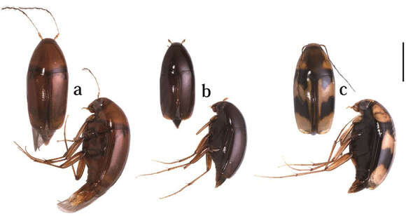 Image of Scaphicoma subflava Ogawa & Löbl 2014