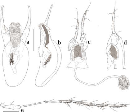 Image of Scaphicoma subflava Ogawa & Löbl 2014