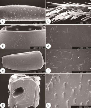 Image of Scaphicoma subflava Ogawa & Löbl 2014