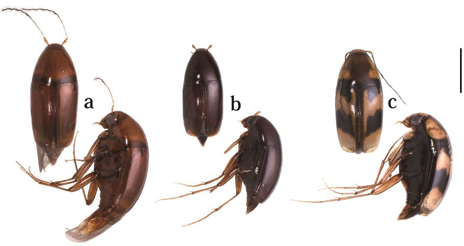 Image of Scaphicoma bidentia Ogawa & Löbl 2014