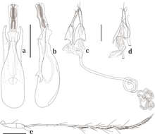 Image of Scaphicoma bidentia Ogawa & Löbl 2014