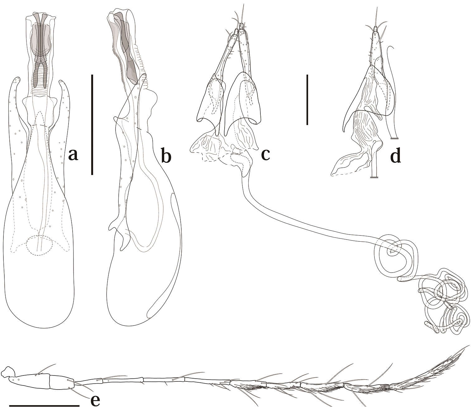 Image of Scaphicoma bidentia Ogawa & Löbl 2014