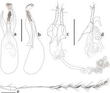 Image of Scaphicoma quadrifasciata Ogawa & Löbl 2014