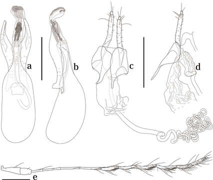 Image of Scaphicoma quadrifasciata Ogawa & Löbl 2014