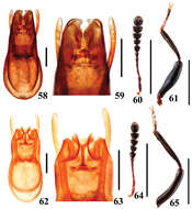 Image of Scaphidium