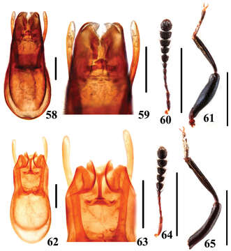 Image of Scaphidium comes Löbl 1968