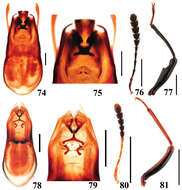 Image of Scaphidium spinatum Tang, Liang & Li-zhen Li 2010