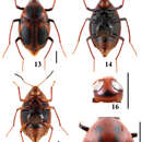 Image of Scaphidium crypticum Tang, Liang, Li-Zhen Li & Wen-Jia He 2014