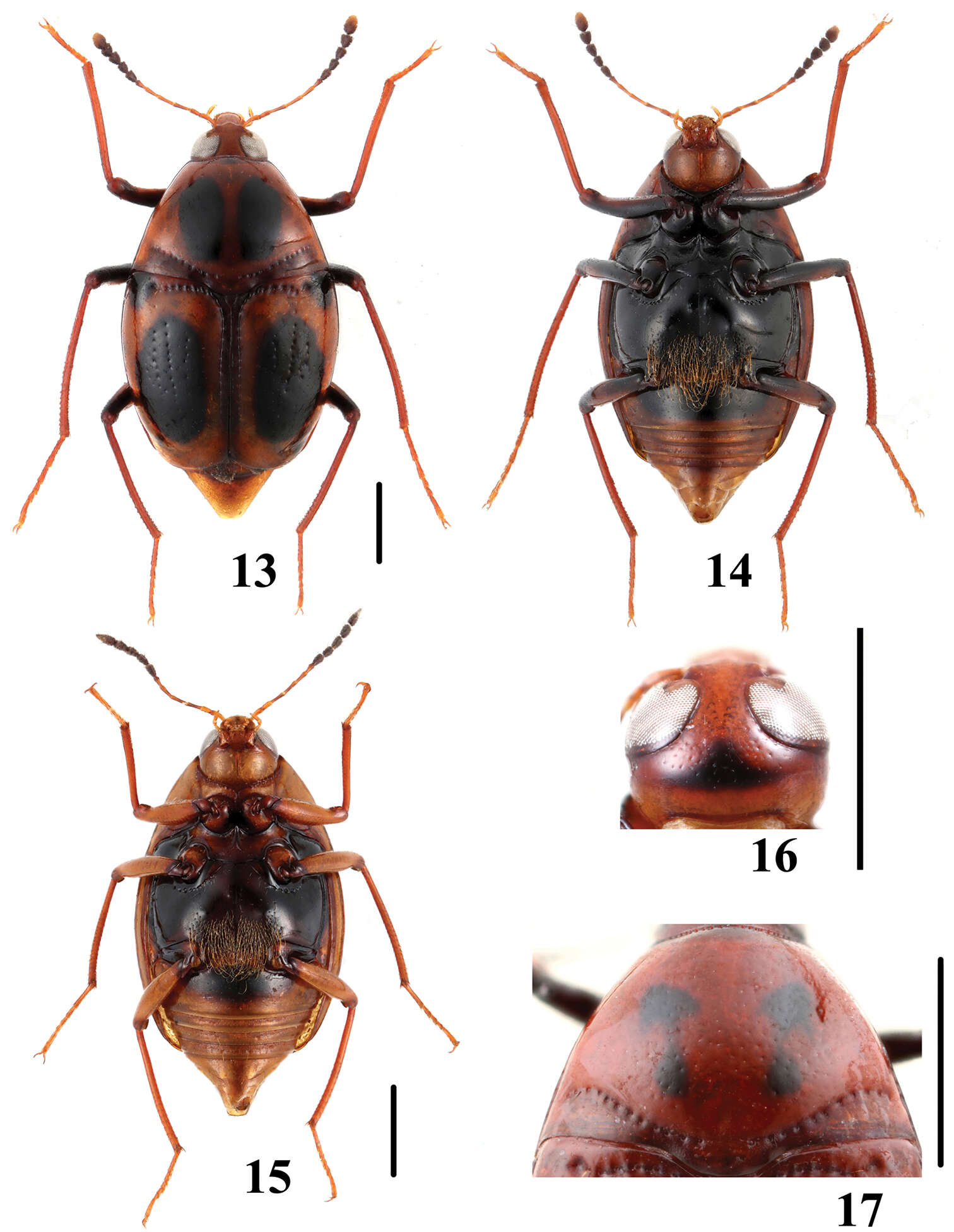 Image of Scaphidium crypticum Tang, Liang, Li-Zhen Li & Wen-Jia He 2014