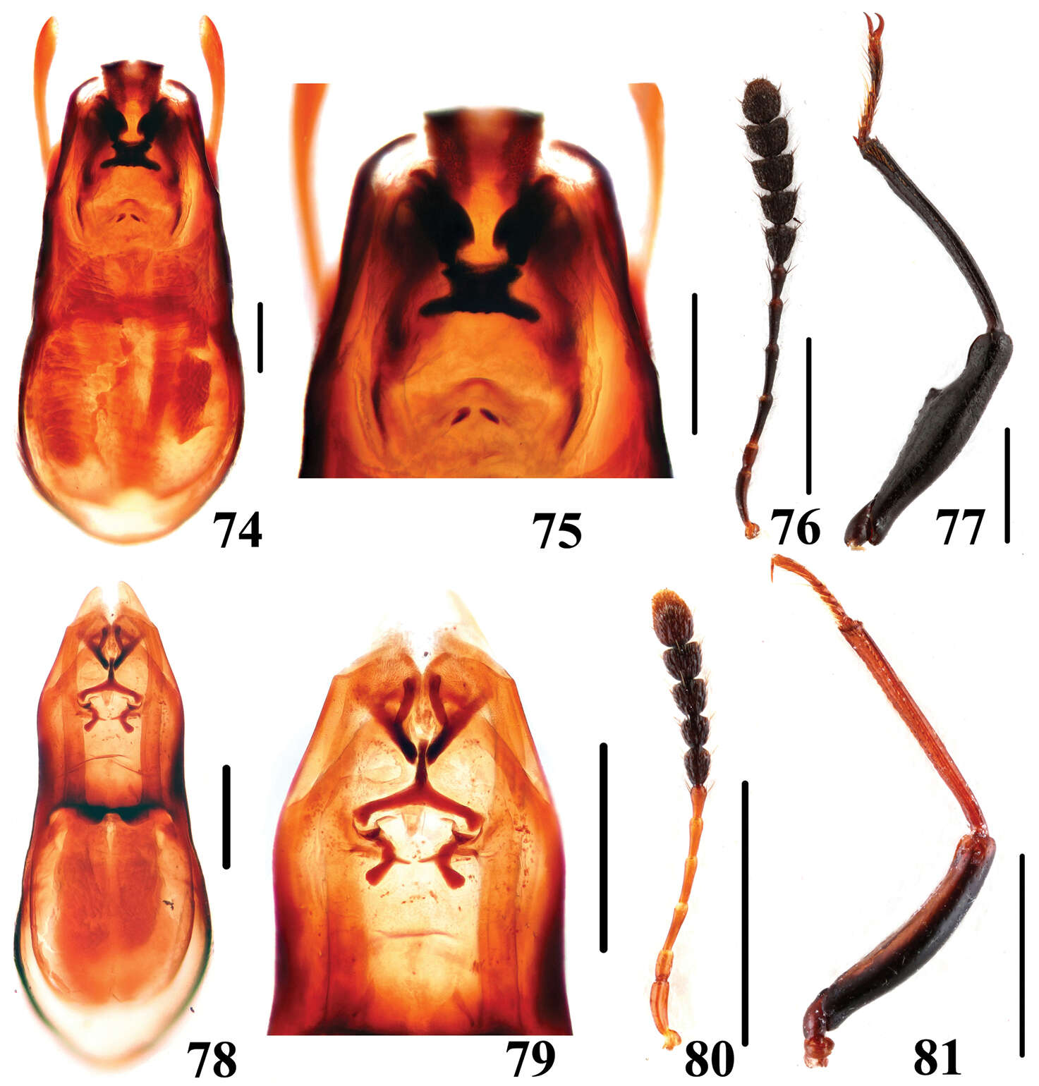 Image of Scaphidium crypticum Tang, Liang, Li-Zhen Li & Wen-Jia He 2014