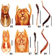 Image of Scaphidium sauteri Miwa & Mitono 1943