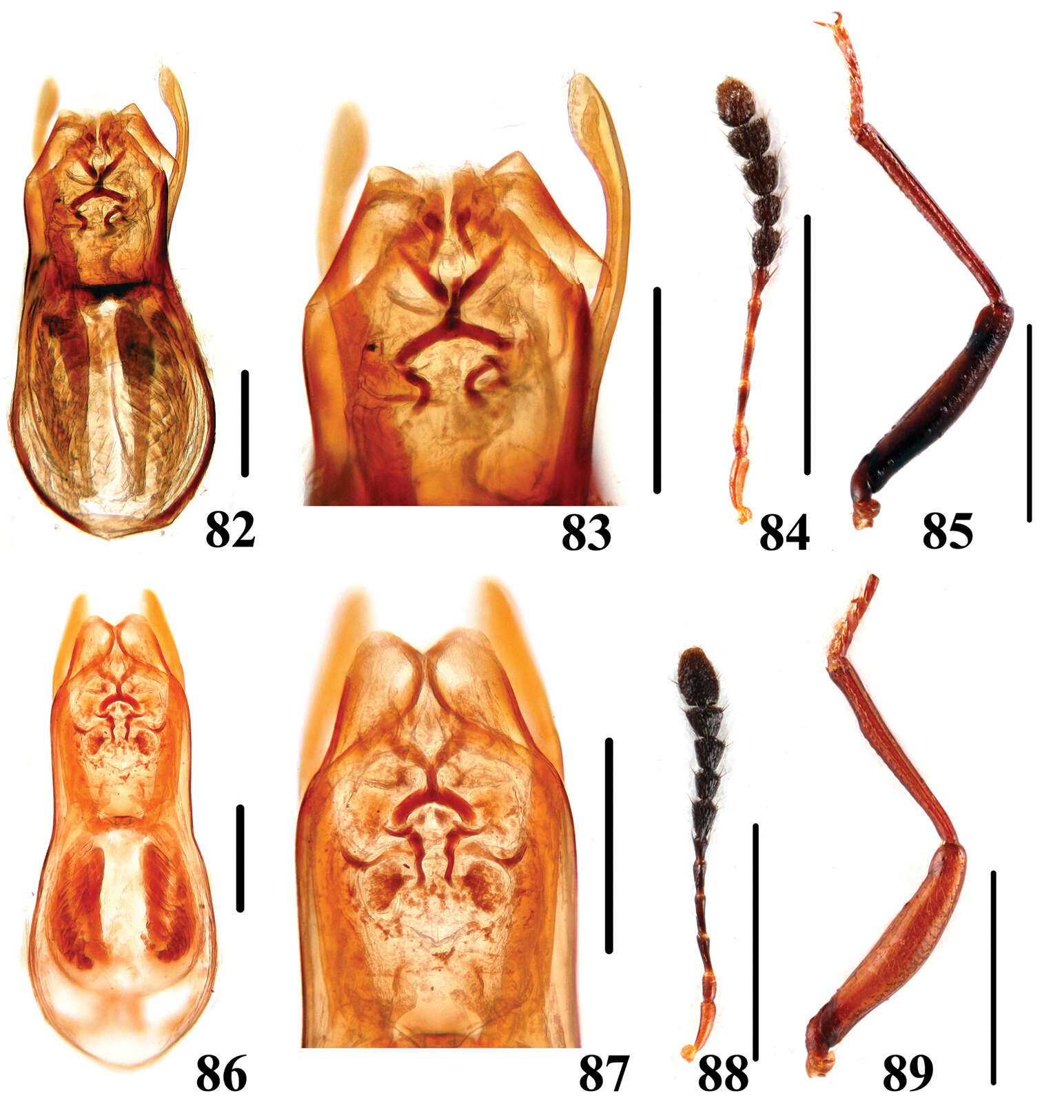 Image of Scaphidium sauteri Miwa & Mitono 1943