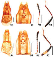 Image of Scaphidium formosanum Pic 1915