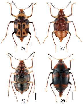 Image of Scaphidium carinense Achard 1920