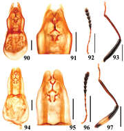 Image of Scaphidium carinense Achard 1920