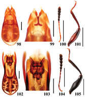 Image of Scaphidium sinense Pic 1954