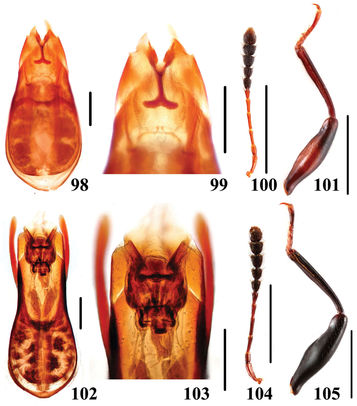 Image of Scaphidium sinense Pic 1954