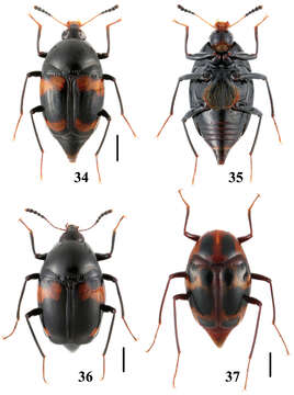 Image of Scaphidium biwenxuani He, Wen-Jia, Liang Tang & Li-Zhen Li 2008