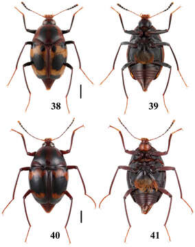 Image of Scaphidium biwenxuani He, Wen-Jia, Liang Tang & Li-Zhen Li 2008