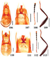 Image of Scaphidium biwenxuani He, Wen-Jia, Liang Tang & Li-Zhen Li 2008