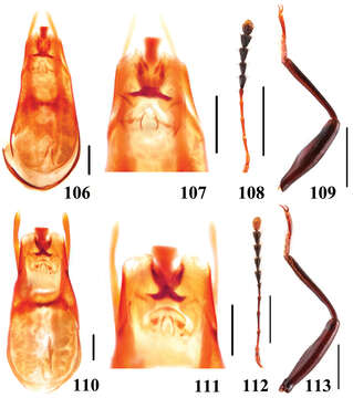 Image of Scaphidium biwenxuani He, Wen-Jia, Liang Tang & Li-Zhen Li 2008