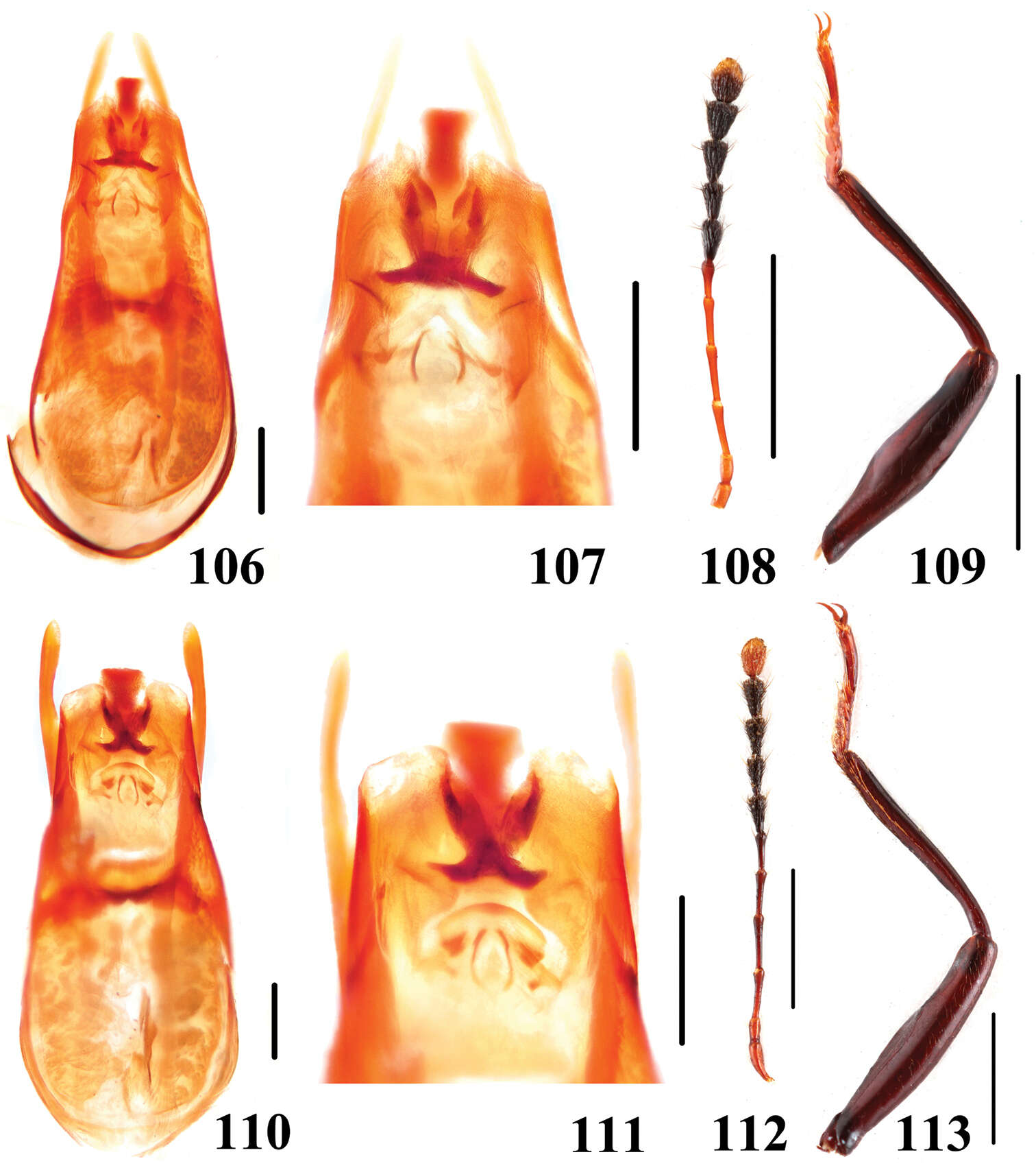 Image of Scaphidium robustum Tang, Liang, Li-Zhen Li & Wen-Jia He 2014