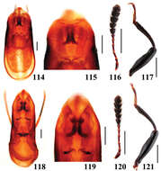 Image of Scaphidium klapperichi Pic 1954