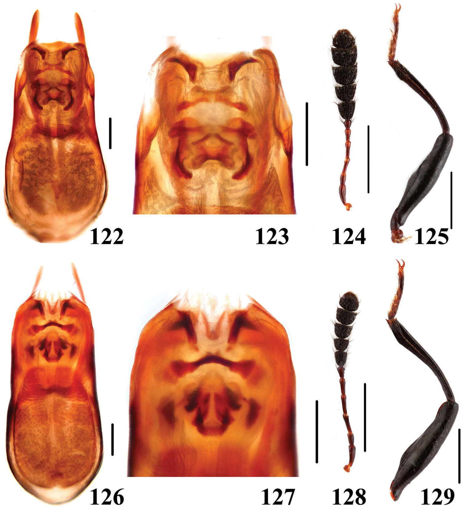 Image of Scaphidium stigmatinotum Löbl 1999