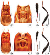 Image of Scaphidium wuyongxiangi He, Wen-Jia, Liang Tang & Li-Zhen Li 2008