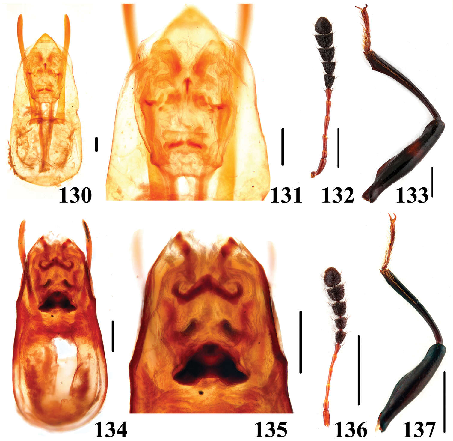 Image of Scaphidium vernicatum (Pic 1954)