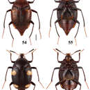 Image of Scaphidium direptum Tang, Liang & Li-Zhen Li 2010