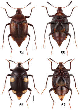 Image of Scaphidium direptum Tang, Liang & Li-Zhen Li 2010