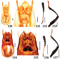 Image of Scaphidium direptum Tang, Liang & Li-Zhen Li 2010